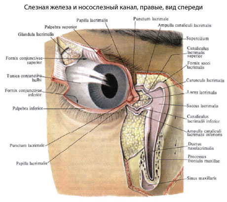 Дакриоаденит у детей