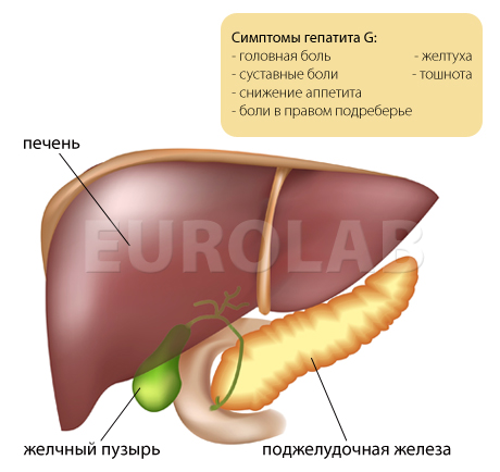 гепатит g